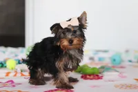Bella, a female Yorkshire Terrier for sale in Fresno, OH – Photo 2 of 7