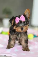 Bella, a female Yorkshire Terrier for sale in Fresno, OH – Photo 9 of 10