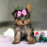 Bella, a female Yorkshire Terrier for sale in Fresno, OH – Photo 7 of 7