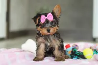 Bella, a female Yorkshire Terrier for sale in Fresno, OH – Photo 2 of 10