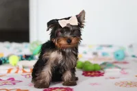 Bella, a female Yorkshire Terrier for sale in Fresno, OH – Photo 3 of 7