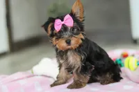 Bella, a female Yorkshire Terrier for sale in Fresno, OH – Photo 3 of 10