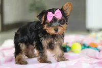 Bella, a female Yorkshire Terrier for sale in Fresno, OH – Photo 6 of 10
