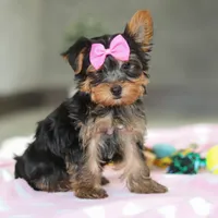 Bella, a female Yorkshire Terrier for sale in Fresno, OH – Photo 6 of 7