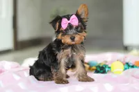 Bella, a female Yorkshire Terrier for sale in Fresno, OH – Photo 8 of 10
