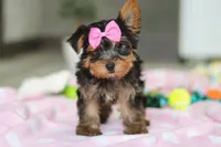 Bella, a female Yorkshire Terrier for sale in Fresno, OH – Photo 7 of 10