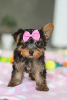 Bella, a female Yorkshire Terrier for sale in Fresno, OH – Photo 10 of 10