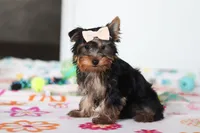 Bella, a female Yorkshire Terrier for sale in Fresno, OH – Photo 5 of 7