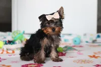 Bella, a female Yorkshire Terrier for sale in Fresno, OH – Photo 4 of 7