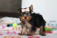 Bella, a female Yorkshire Terrier for sale in Fresno, OH – Photo 1 of 7