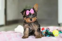 Bella, a female Yorkshire Terrier for sale in Fresno, OH – Photo 1 of 10