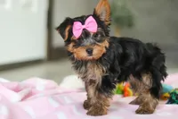 Bella, a female Yorkshire Terrier for sale in Fresno, OH – Photo 4 of 10
