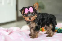 Bella, a female Yorkshire Terrier for sale in Fresno, OH – Photo 5 of 10