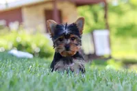 Drake, a male Yorkshire Terrier for sale in Fresno, OH – 4 of 10