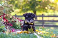 Trevor, a male Miniature Schnauzer for sale in Fresno, OH – 2 of 6