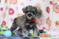 Josiah, a male Miniature Schnauzer for sale in Fresno, OH – Photo 4 of 5