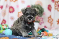 Josiah, a male Miniature Schnauzer for sale in Fresno, OH – Photo 3 of 5