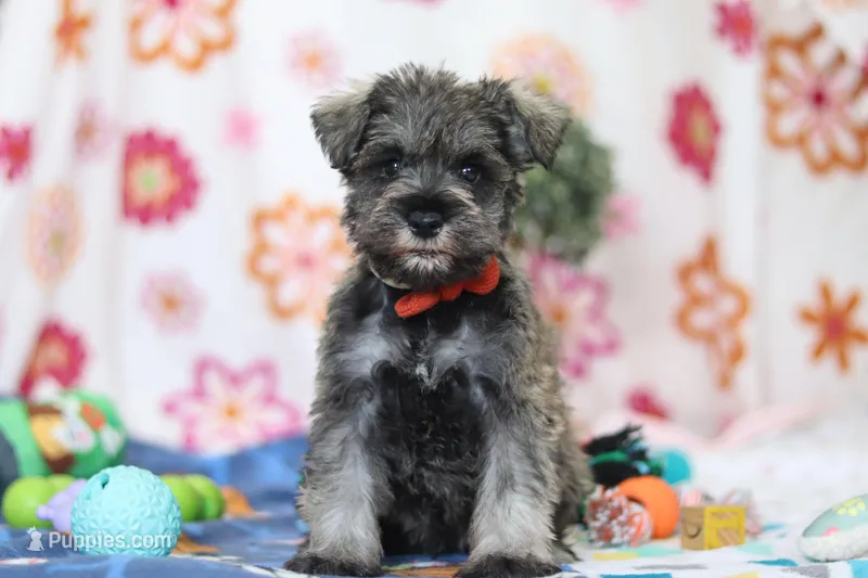 Josiah – Miniature Schnauzer puppy for sale in Fresno, OH