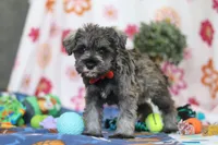 Josiah, a male Miniature Schnauzer for sale in Fresno, OH – Photo 5 of 5