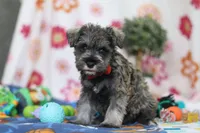 Josiah, a male Miniature Schnauzer for sale in Fresno, OH – Photo 2 of 5