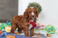 Jaxon, a male Cavapoo for sale in Fresno, OH – Photo 3 of 6