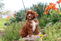 Jaxon, a male Cavapoo for sale in Fresno, OH – 9 of 9