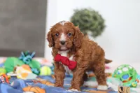 Jaxon, a male Cavapoo for sale in Fresno, OH – Photo 4 of 6