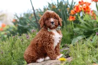 Jaxon, a male Cavapoo for sale in Fresno, OH – 7 of 9