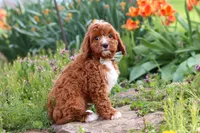 Jaxon, a male Cavapoo for sale in Fresno, OH – 6 of 9