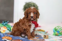Jaxon, a male Cavapoo for sale in Fresno, OH – Photo 2 of 6