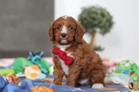 Jaxon, a male Cavapoo for sale in Fresno, OH – Photo 5 of 6