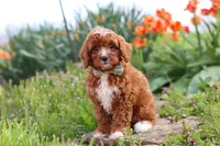 Jaxon, a male Cavapoo for sale in Fresno, OH – 3 of 9