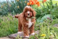 Jaxon, a male Cavapoo for sale in Fresno, OH – 4 of 9