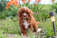 Jaxon, a male Cavapoo for sale in Fresno, OH – 8 of 9