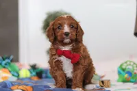 Jaxon, a male Cavapoo for sale in Fresno, OH – Photo 1 of 6
