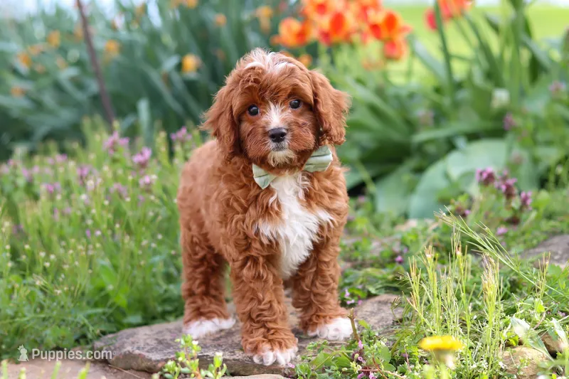 Jaxon – Cavapoo puppy for sale in Fresno, OH