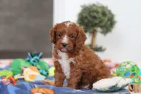Jaxon, a male Cavapoo for sale in Fresno, OH – Photo 6 of 6