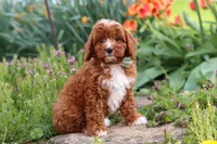 Jaxon, a male Cavapoo for sale in Fresno, OH – 5 of 9