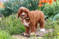 Jaxon, a male Cavapoo for sale in Fresno, OH – 2 of 9