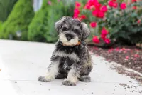 Charlie, a male Miniature Schnauzer for sale in Fresno, OH – 6 of 10