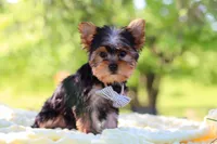 Bolt, a male Yorkshire Terrier for sale in Fresno, OH – 3 of 10