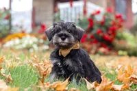 Everest, a male Miniature Schnauzer for sale in Fresno, OH – 2 of 7