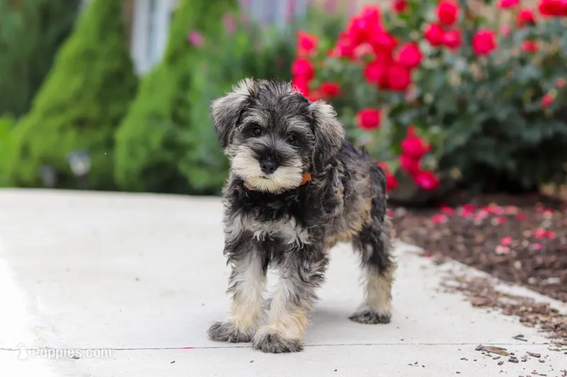 Charlie – Miniature Schnauzer puppy for sale in Fresno, OH