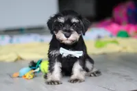 Arthur, a male Miniature Schnauzer for sale in Fresno, OH – 6 of 7