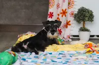 James, a male Miniature Schnauzer for sale in Fresno, OH – 5 of 10