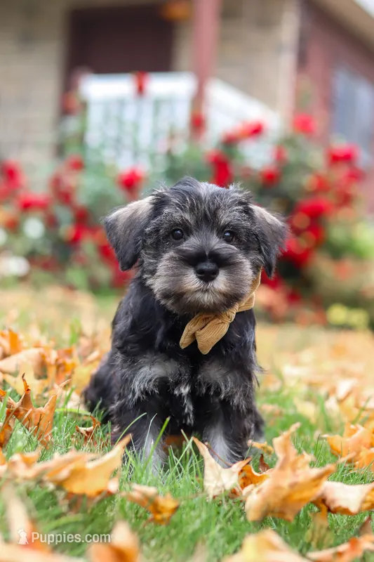 Everest – Miniature Schnauzer puppy for sale in Fresno, OH