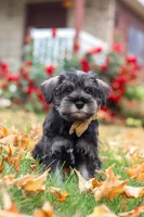 Everest, a male Miniature Schnauzer for sale in Fresno, OH – 1 of 7