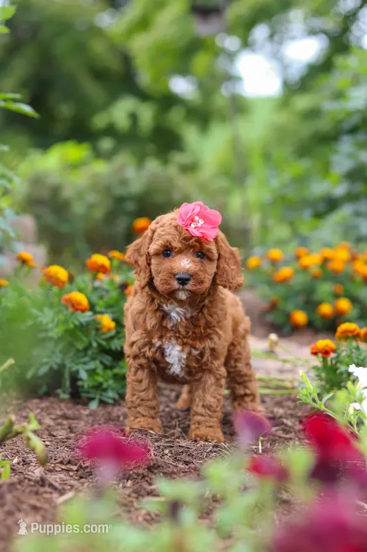 Aspen – Cavapoo puppy for sale in Fresno, OH