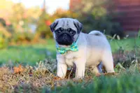 Winston, a male Pug for sale in Fresno, OH – Photo 2 of 5