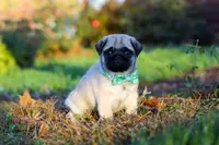 Winston, a male Pug for sale in Fresno, OH – Photo 3 of 5